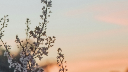 Blauwe roze lucht met bloem