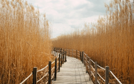 Houten loopbrug tussen graanveld 