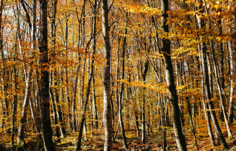 Bomen in herfstkleuren 