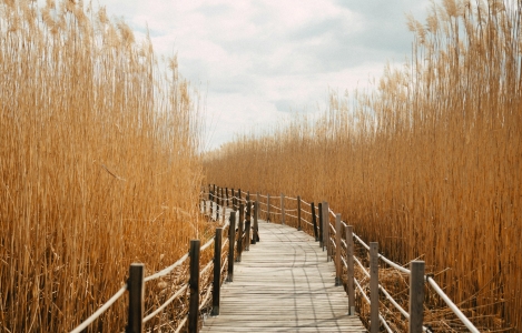 Houten loopbrug tussen graanveld 