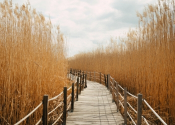 Houten loopbrug tussen graanveld 