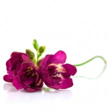 Bloem